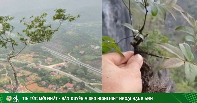 Cây muội hồng đang được săn lùng làm cảnh có gì đặc biệt?