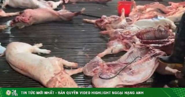 “Đại án” 300 tấn thịt lợn bệnh: Góc nhìn pháp lý và cảnh báo từ chuyên gia