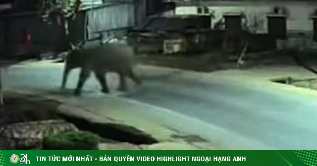 Voi rừng phá rào thép vào trường học, thầy cô dặn học sinh ở yên trong phòng