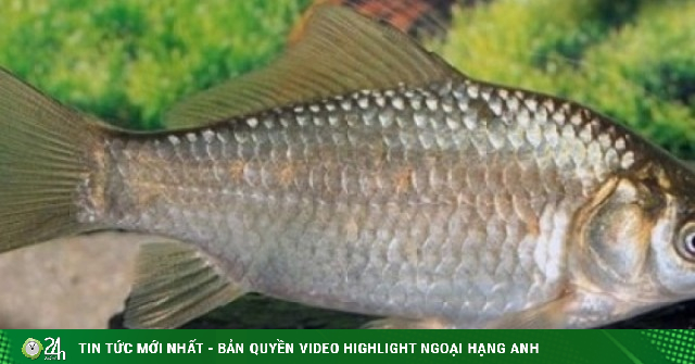 Loại cá được Đông y xem như “đại bổ” bán đầy chợ quê, giá chỉ 30.000 đồng/kg