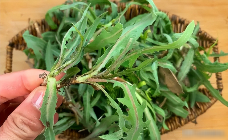 Loại rau dại báu vật nên ăn trong tháng 4, ngon hơn rau sam, bổ hơn bồ công anh, giúp bản vệ gan, xào trứng cực thơm - 4