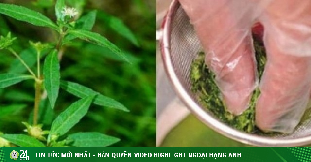 Cây thuốc quý không trồng vẫn mọc um tùm đầy vườn, nhiều người lại tưởng cỏ dại