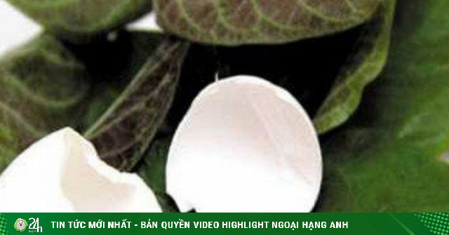 Cách dùng lá mơ lông giải độc cơ thể
