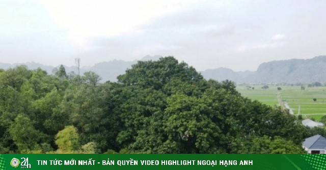 Cả làng bảo vệ 'báu vật' hàng trăm tuổi trên đồi Bích Sơn ở Ninh Bình
