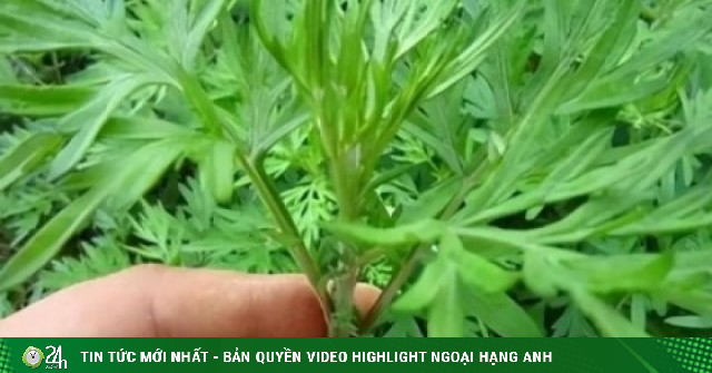Việt Nam có "vua thảo mộc” không chăm vẫn mọc đầy vườn, ăn vào khỏe lâu sống thọ