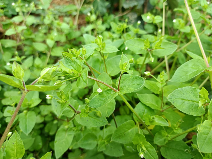 Nông dân thường nhổ bỏ loại rau dại này vì coi nó là sâu bệnh.