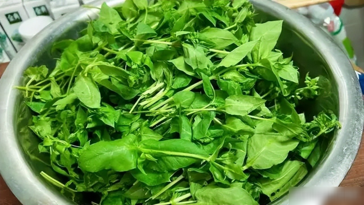 Loại rau dại được mệnh danh là cỏ làm sạch ruột, thanh nhiệt, giải độc, trộn tỏi giòn ngọt, ngon miệng - 5