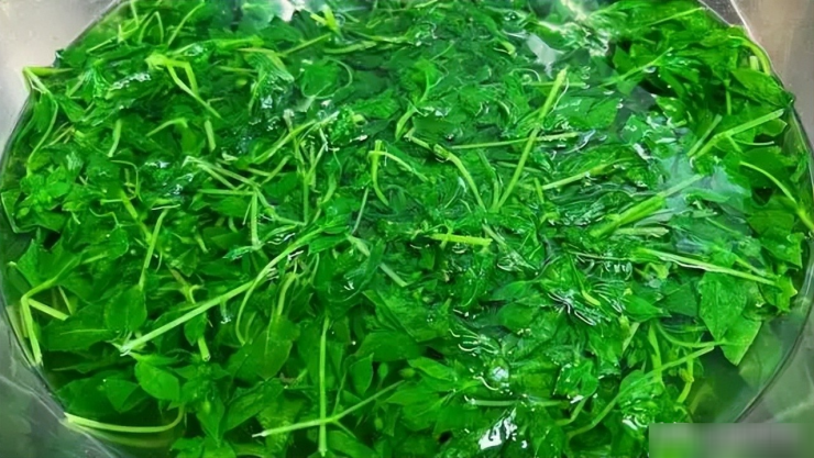 Loại rau dại được mệnh danh là cỏ làm sạch ruột, thanh nhiệt, giải độc, trộn tỏi giòn ngọt, ngon miệng - 6