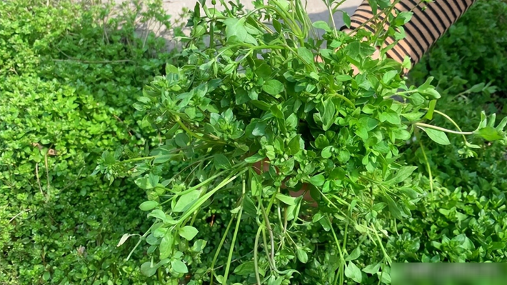 Loại rau dại được mệnh danh là cỏ làm sạch ruột, thanh nhiệt, giải độc, trộn tỏi giòn ngọt, ngon miệng - 9