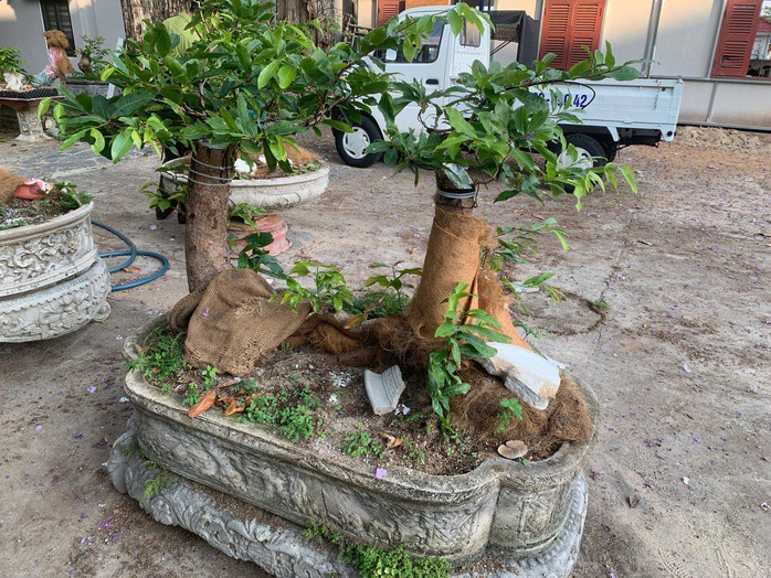 42 cây mai vàng bị tịch thu, đồng thời chủ sở hữu bị phạt 3 triệu đồng