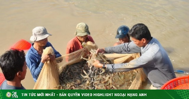 Doanh nghiệp xuất khẩu tôm 'cầu cứu'