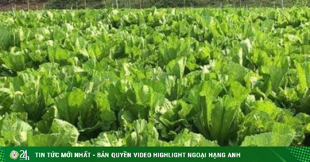 Loại rau xưa mọc đầy vườn chẳng ai ăn, nay được coi như "nhân sâm nhà nghèo”