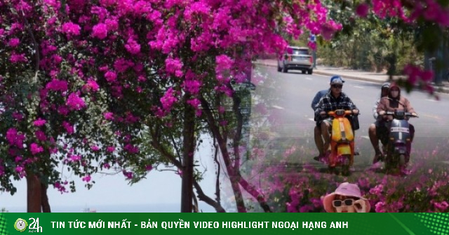 Hoa giấy nhuộm hồng đường ven biển đẹp nhất TP.HCM
