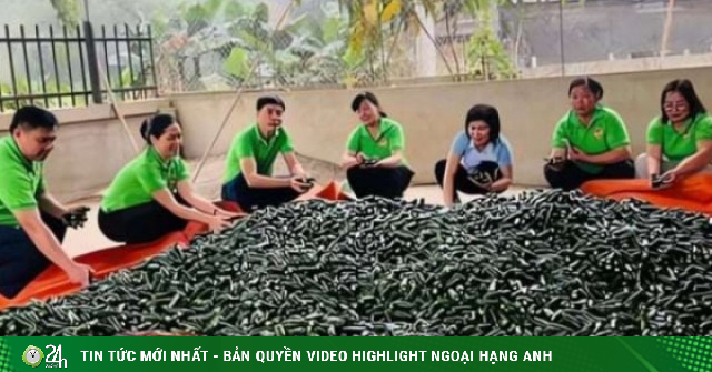 Một giống ớt lạ, quả bự thô lố đang khiến nông dân Thái Nguyên chuyển đổi cây trồng nhanh, thu tiền đều mỗi tuần