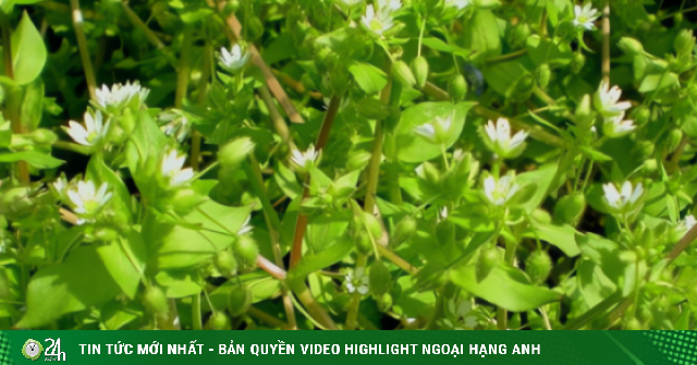 Loại rau dại được mệnh danh là "cỏ làm sạch ruột", thanh nhiệt, giải độc, trộn tỏi giòn ngọt, ngon miệng