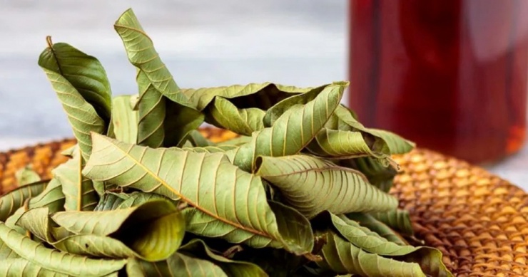 Lá ổi chứa nhiều hợp chất sinh học quý giá không chỉ giúp kháng khuẩn, chống viêm mà còn hỗ trợ điều trị nhiều bệnh lý mãn tính. (Ảnh minh họa)