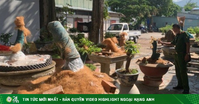 Trồng trong trụ sở cũ của đồn biên phòng, vì sao 42 cây mai kiểng vẫn bị tịch thu?