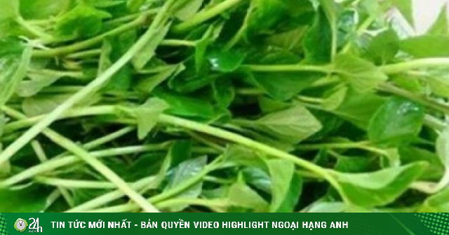 Rau dại vùng núi cao “gây sốt” thị trường
