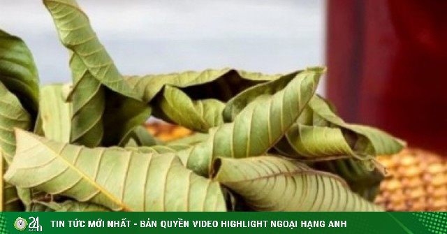 Việt Nam có loại lá rụng đầy gốc không ai ngó, lại là "thuốc quý" ngừa cả ung thư