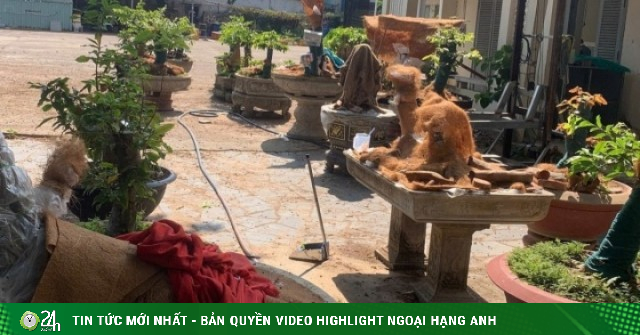 Chủ nhân 42 cây mai vàng ở Côn Đảo lần đầu lên tiếng về quyết định tịch thu cây