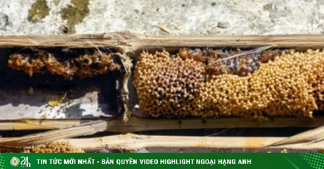Loại ong có tên nghe "đỏ mặt" được nuôi trong ống tre, cách làm mới hiệu quả