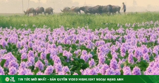 Hoa lục bình ở ngoại ô Hà Nội nở rộ, khách đi 16km tới chụp ảnh, đón hoàng hôn