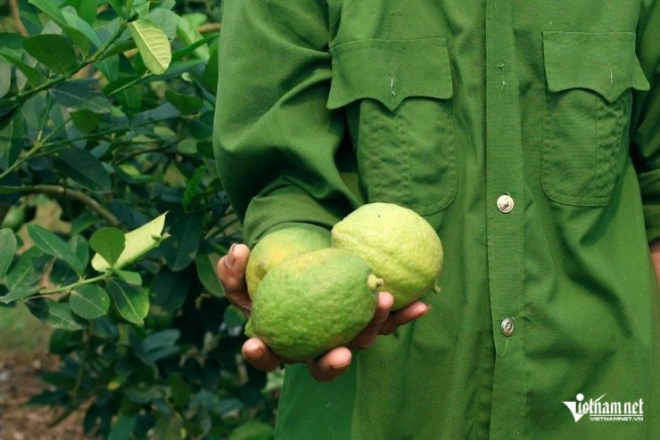 Lê Dương