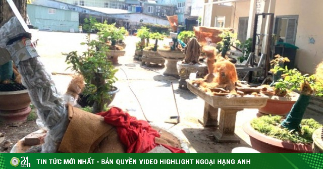 Luật sư nói gì về vụ tịch thu 42 cây mai vàng ở Côn Đảo?