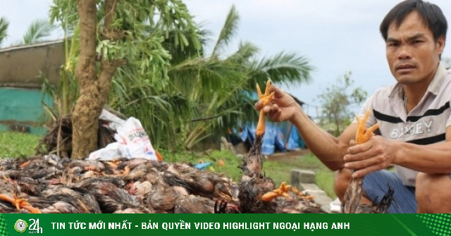 Chủ trang trại ở Nghệ An mất tiền tỷ sau bão vẫn chờ hỗ trợ