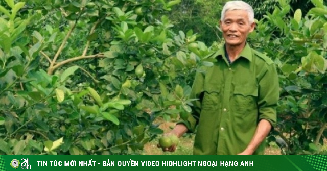 Ghép chanh vàng Mỹ lên gốc bưởi, nông dân Thanh Hóa thu hàng trăm triệu đồng/năm
