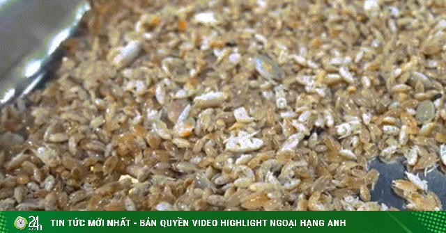 Đặc sản 'chỉ lùi không tiến' ở Phú Quốc, nhìn giống dế nhưng vị ngon như tôm