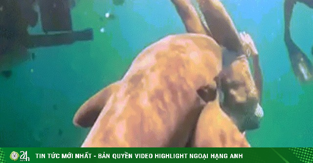 Khoảnh khắc cô gái bị cá mập cắn khi đang lặn biển