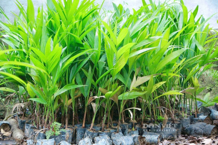 Bên cạnh cau thương phẩm, ông Dũng phát triển thêm vườn ươm cây giống với khoảng 40.000 cây, giá bán từ 20.000–25.000 đồng/cây. Ảnh: HD.