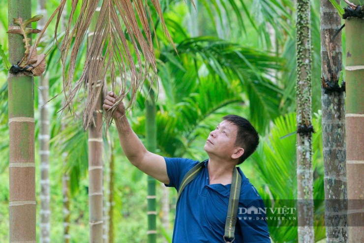 Hiện cốt toái bổ có người thu mua với giá 35.000–50.000 đồng/kg, nhưng ông Dũng chưa bán mà tiếp tục nhân giống để phát triển lâu dài. Ảnh: HD.