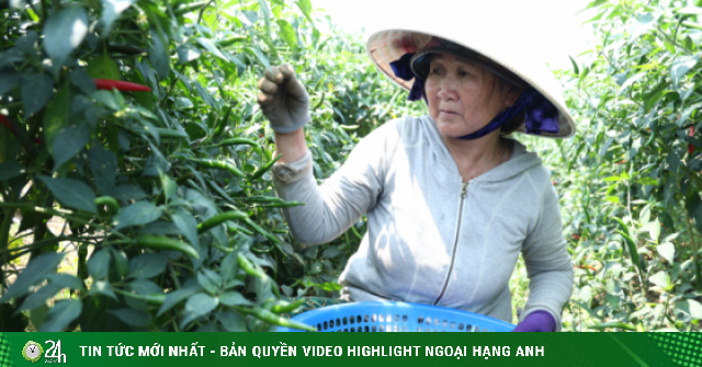 Giá ớt rớt thê thảm, nông dân Quảng Ngãi điêu đứng