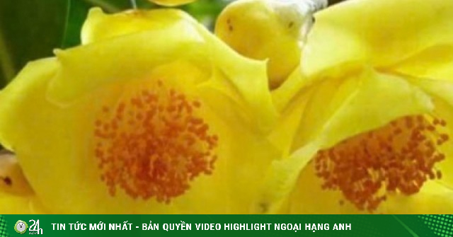 Trà hoa vàng có gì đặc biệt? Công dụng ít người biết