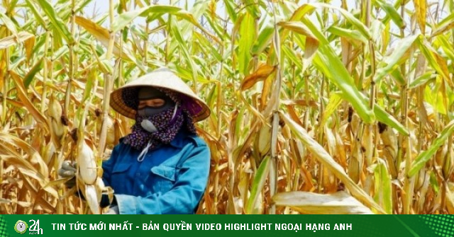 Cảnh tượng xót xa khiến người dân khóc ròng giữa 'chảo lửa' 42 độ