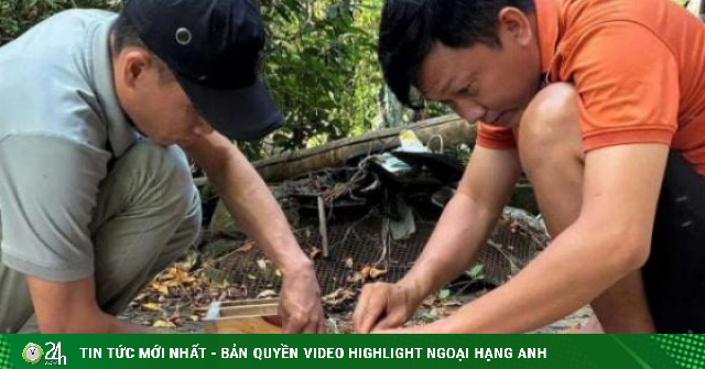 Cách độc lạ, nông dân Cà Mau bắt ong dú cho mật ngọt trong ống tre, bán giá 2 triệu/lít