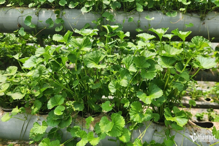 Anh Hùng chăm sóc rau má thủy canh cho chất lượng cao.