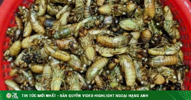 Dân vùng cao TP Huế đêm khuya vào rừng săn 'lộc trời' thu bạc triệu mỗi ngày