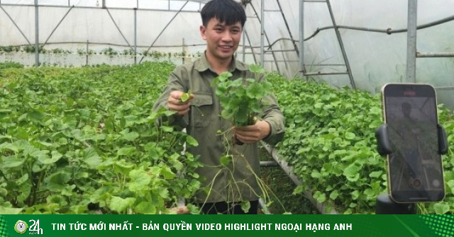 Đổ 3 tỷ rồi trắng tay, 9X Quảng Ninh đổi hướng trồng rau má thu 50 triệu/tháng