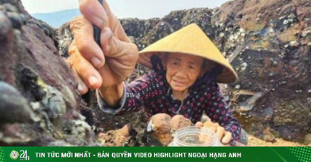 Ra bãi đá này ở Nghệ An, người ta cạy đá bắt loài hải sản bổ dưỡng, khách tranh nhau mua