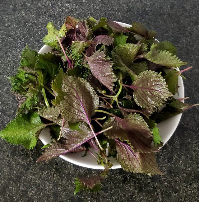 Lá tía tô tốt cho sức khỏe. Ảnh HM