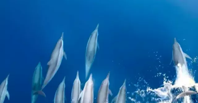 Đã mắt xem đàn cá heo 'nhảy múa' trên biển