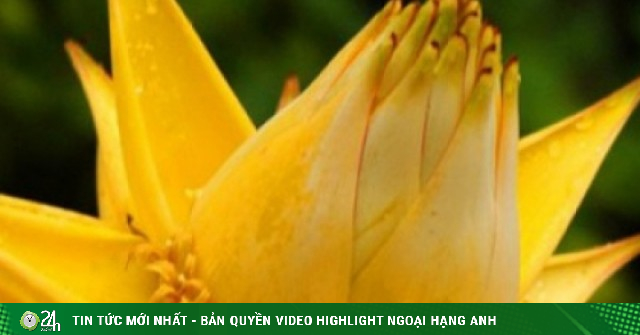 Lùng mua loài chuối lạ không ra quả, chỉ nở hoa vàng