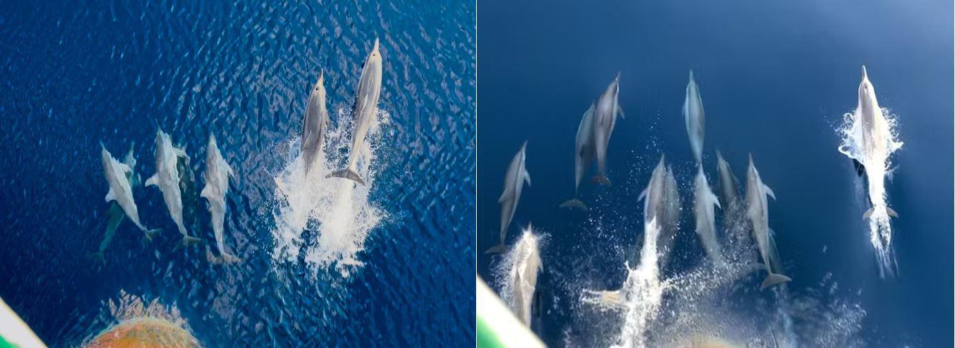 Nhiều con cá heo nhảy vút lên khỏi mặt nước.