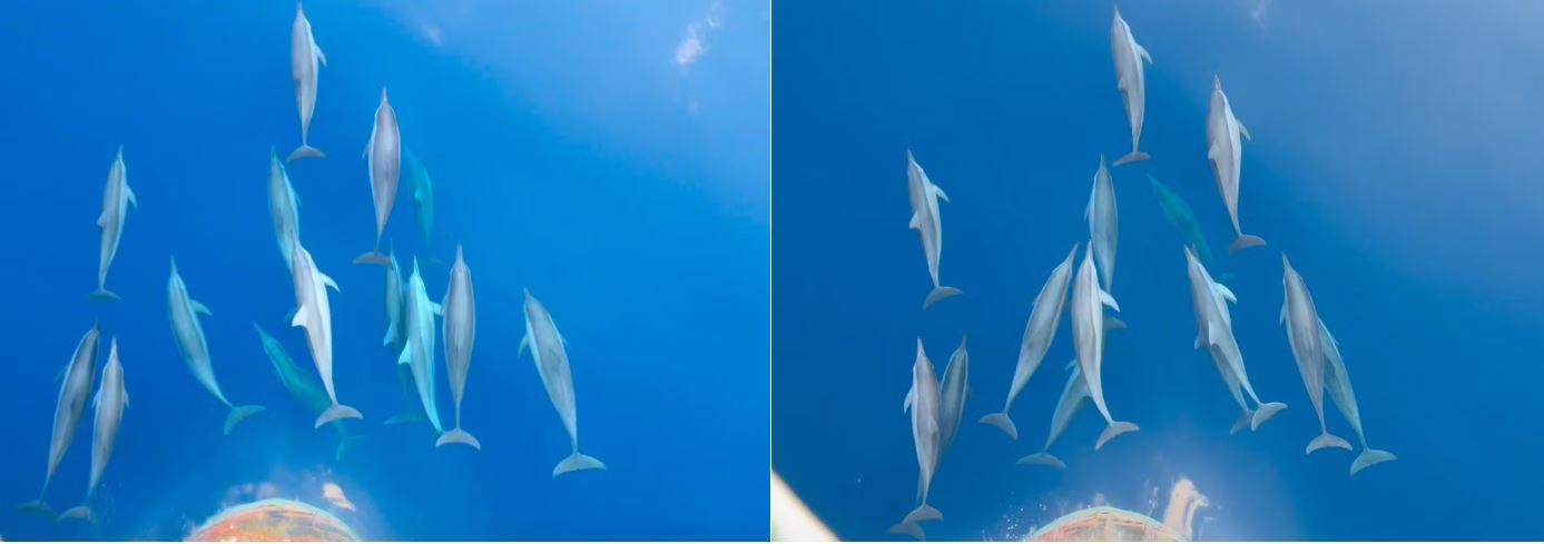 Cá heo bơi tung tăng khi biển lặng, nước trong xanh.