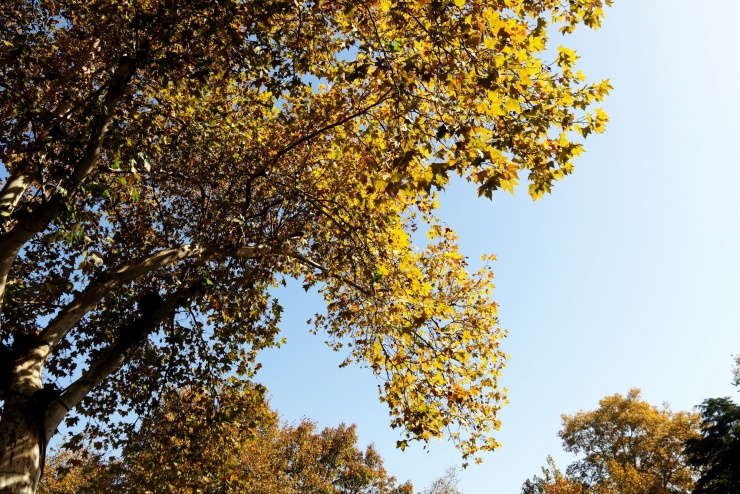 Các cây ngô đồng trồng hai bên đường dẫn vào Tây Hồ chuyển sắc vàng đẹp mắt.