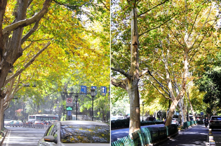 Bóng cây ngô đồng phủ xuống mặt đường, tạo bầu không khí mát mẻ dễ chịu.