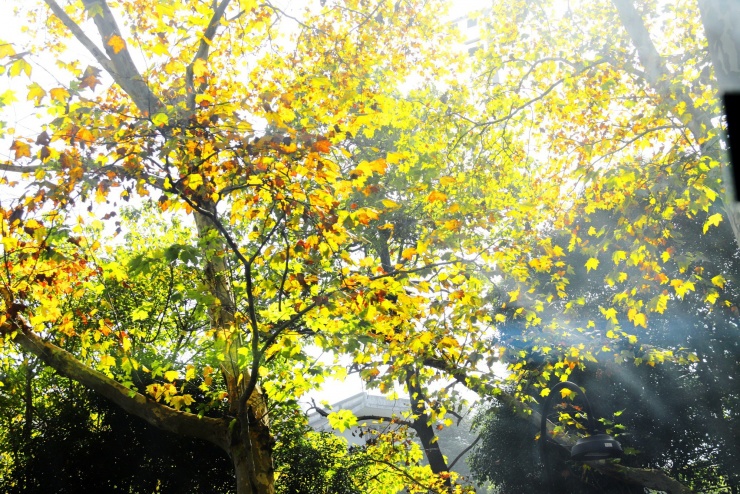 Tia nắng mặt trời khẽ rọi xuyên qua các tán lá ngô đồng.